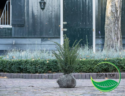 Koop hier uw taxus baccata